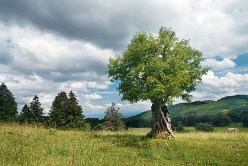 25349ca33682ecd2ab802d8a09d6507b Sriimg20091111 11478282 0 Data